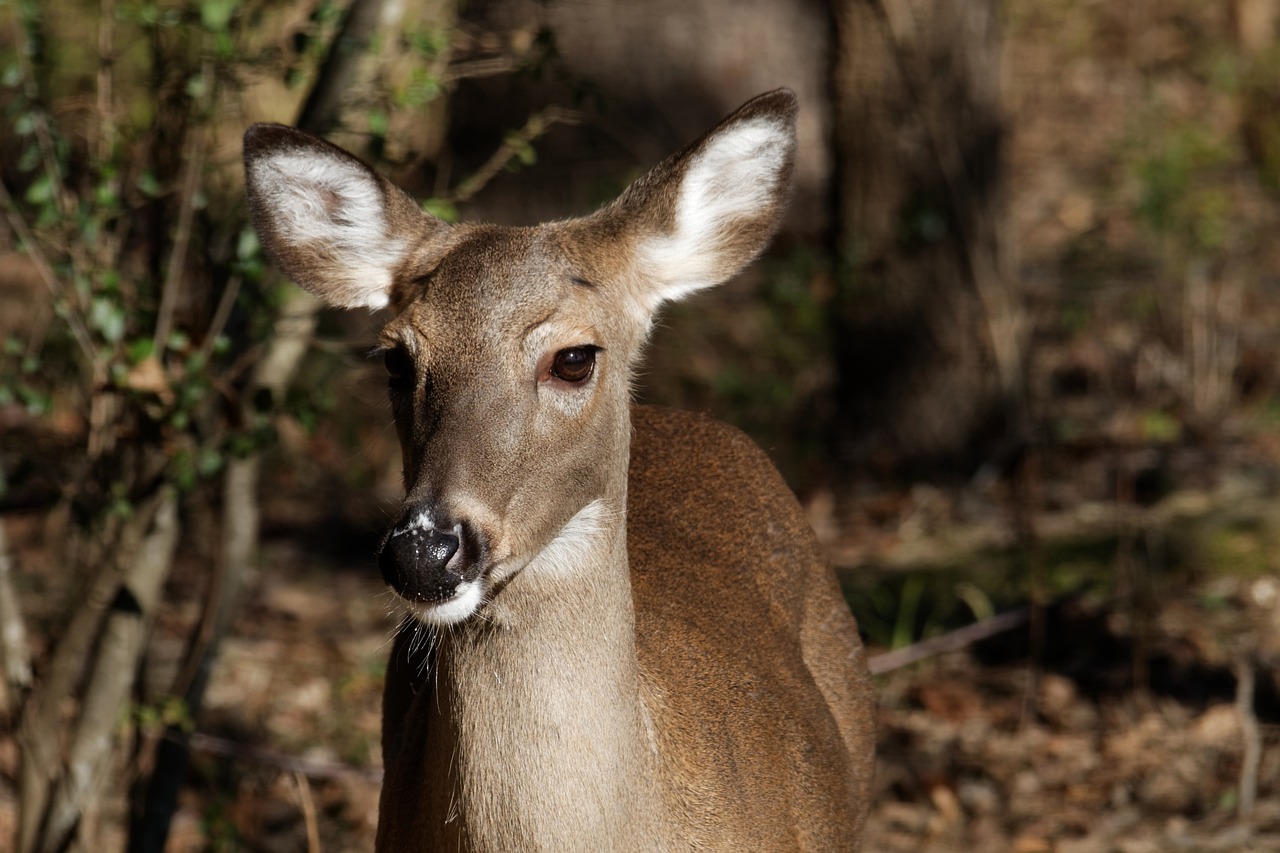 Fatal Deer Disease Hits Florida