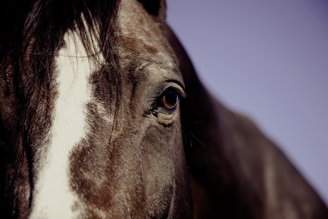 Protecting Horses with Vaccinations