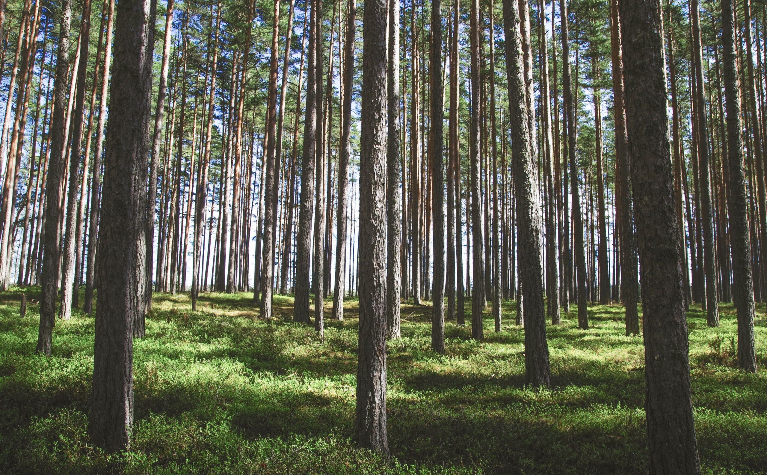 Brown Spot Needle Blight Threatening Forests