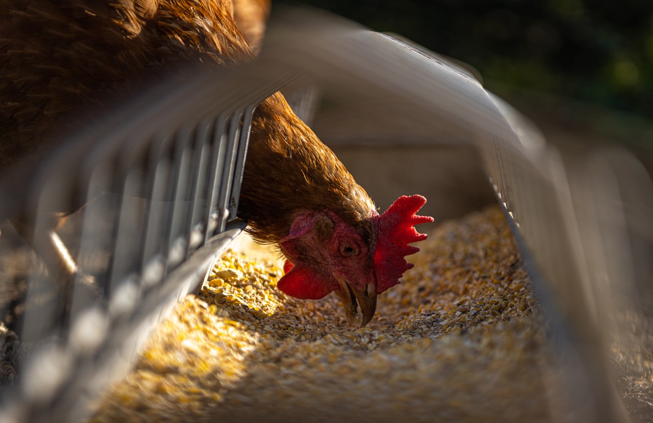 Five Million Chickens Killed from Hurricane Idalia