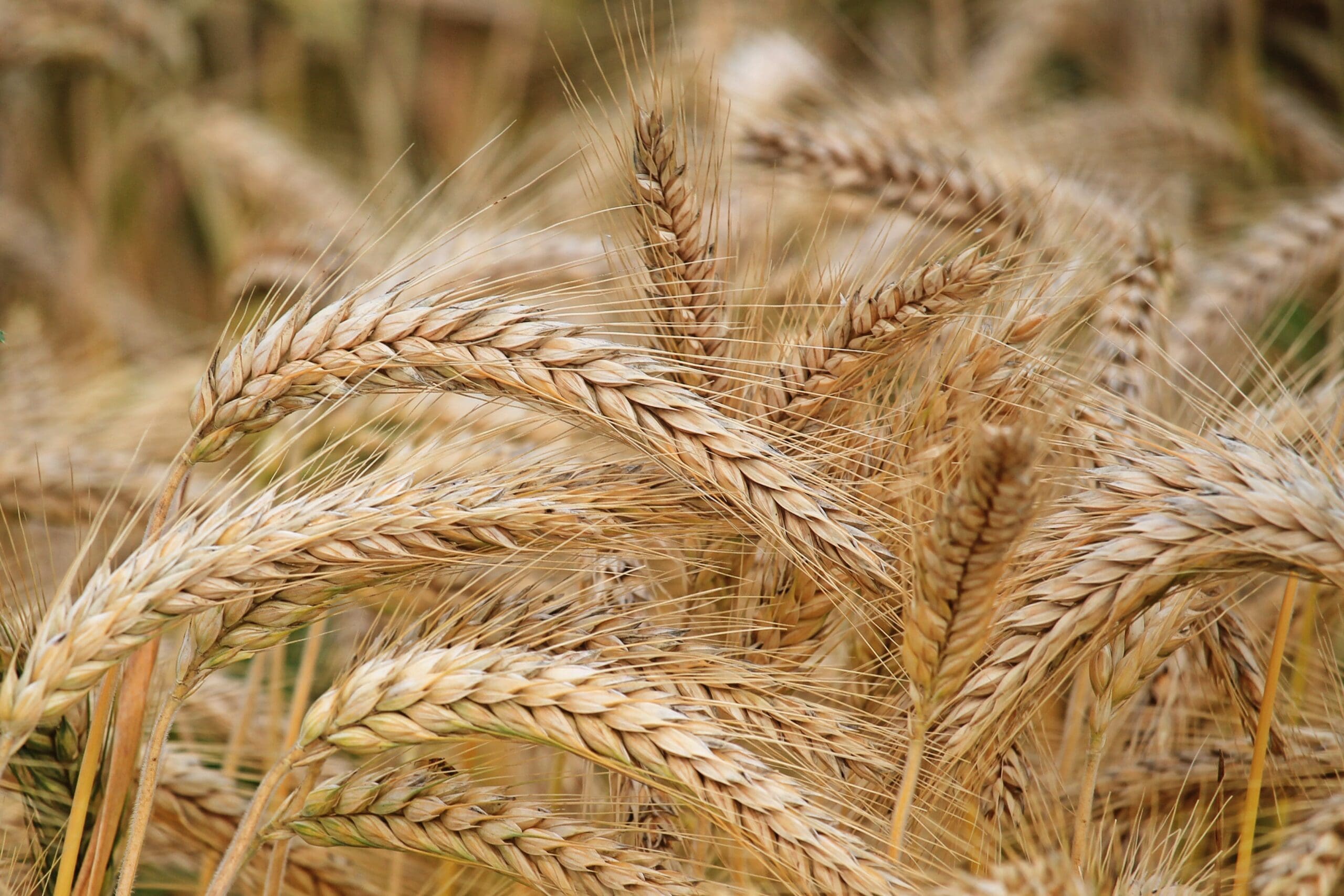 Nutritional Wheat Campaign