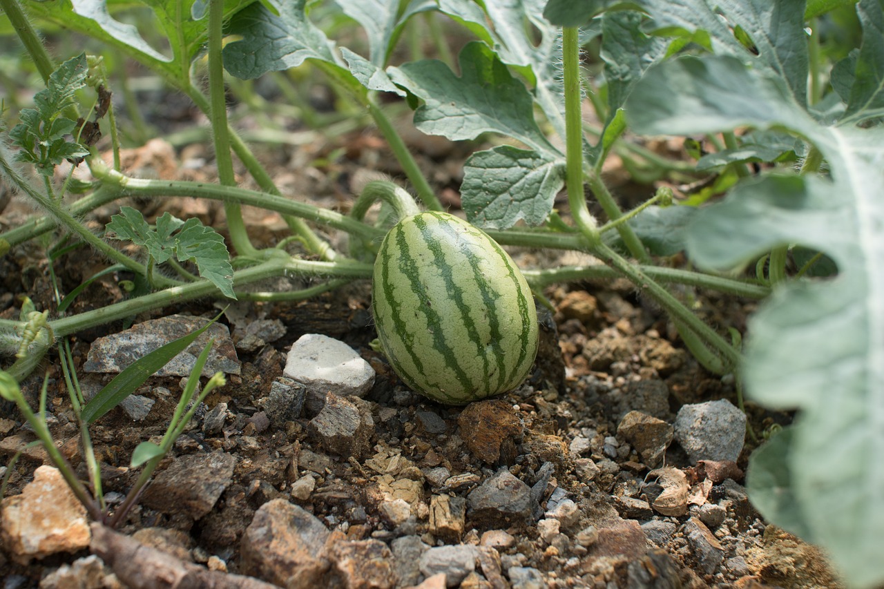 Watermelon Farmers to Use Paper Mulch