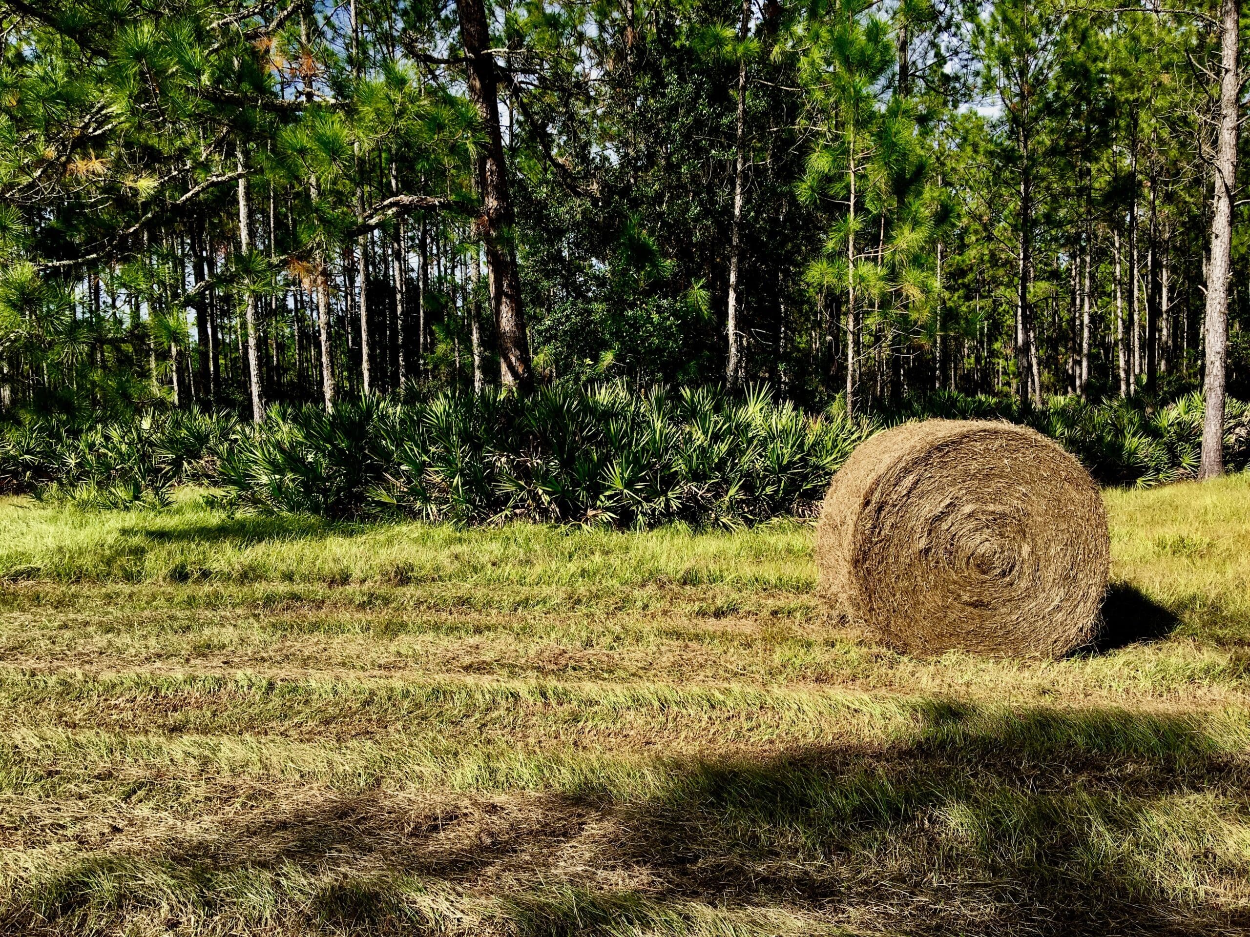 Production of Large and Small Family Farms