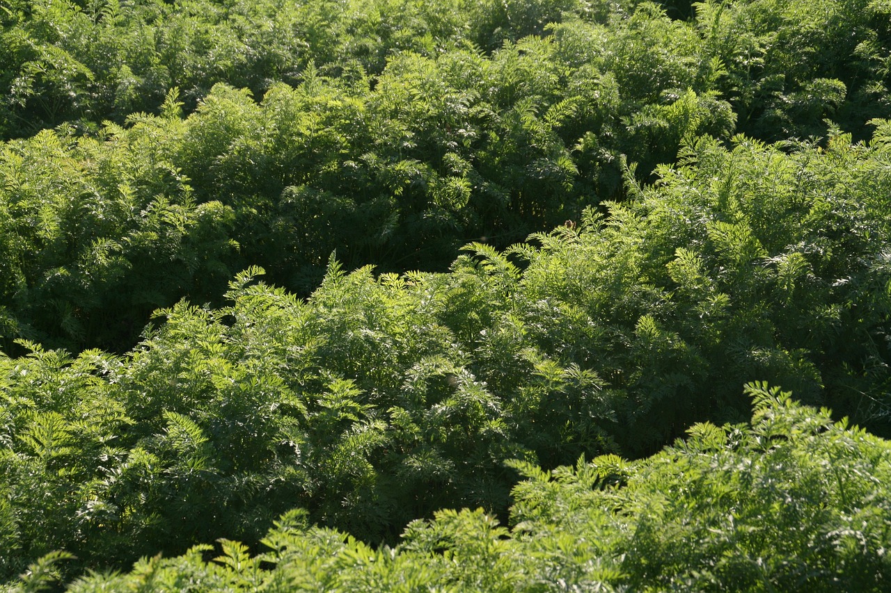 Growing Crops in Sandy Soils