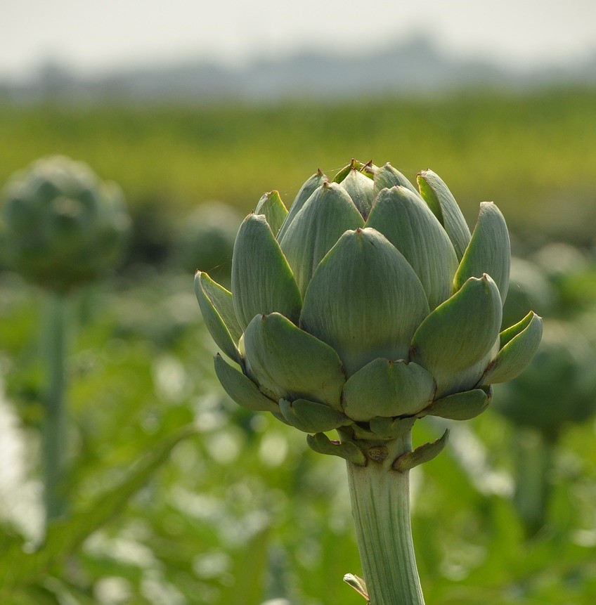 Growing Artichokes in Florida