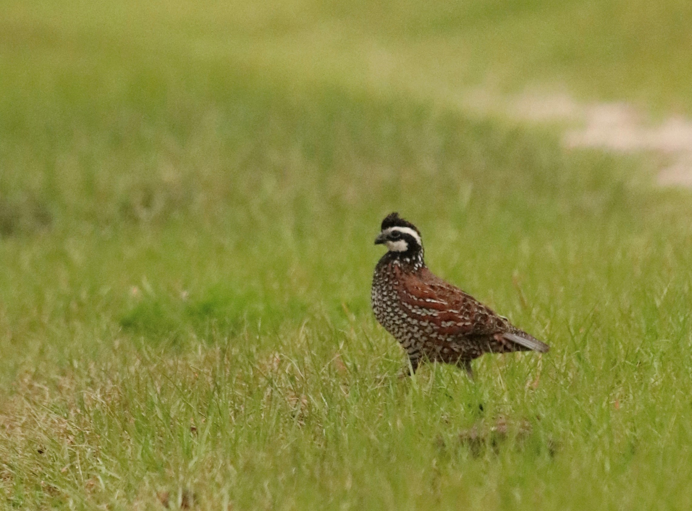 USDA Working Lands for Wildlife’s Northern Bobwhite Pilot Project