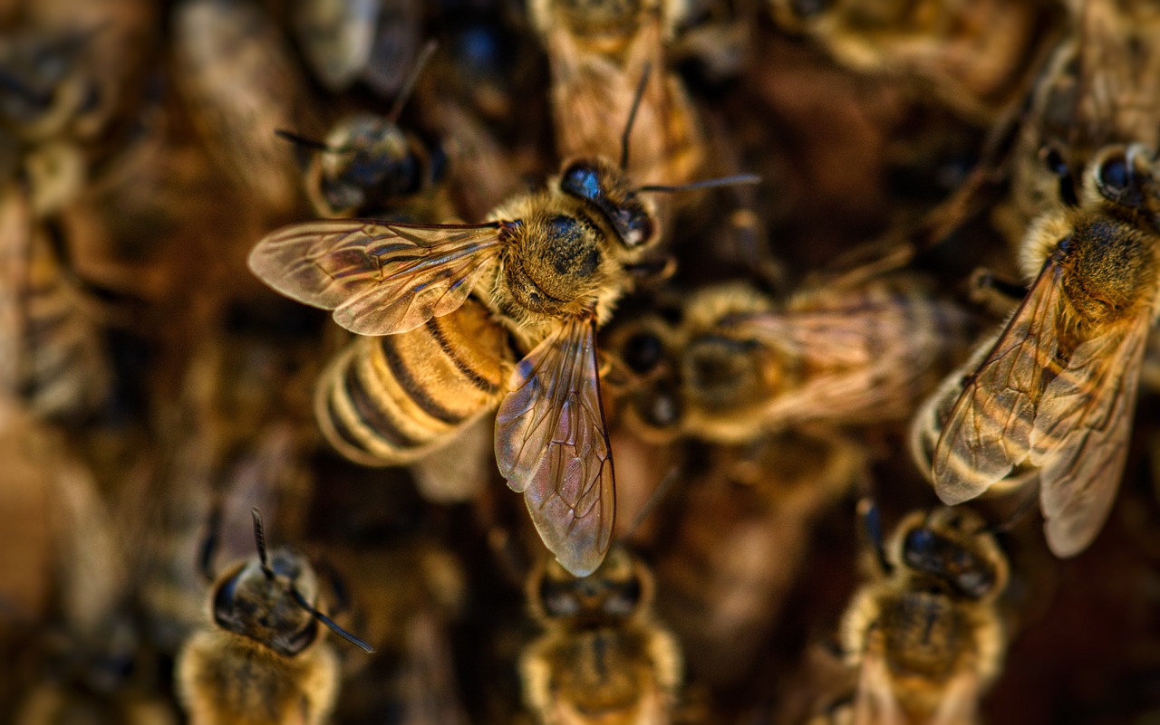 Saving Honey Bees