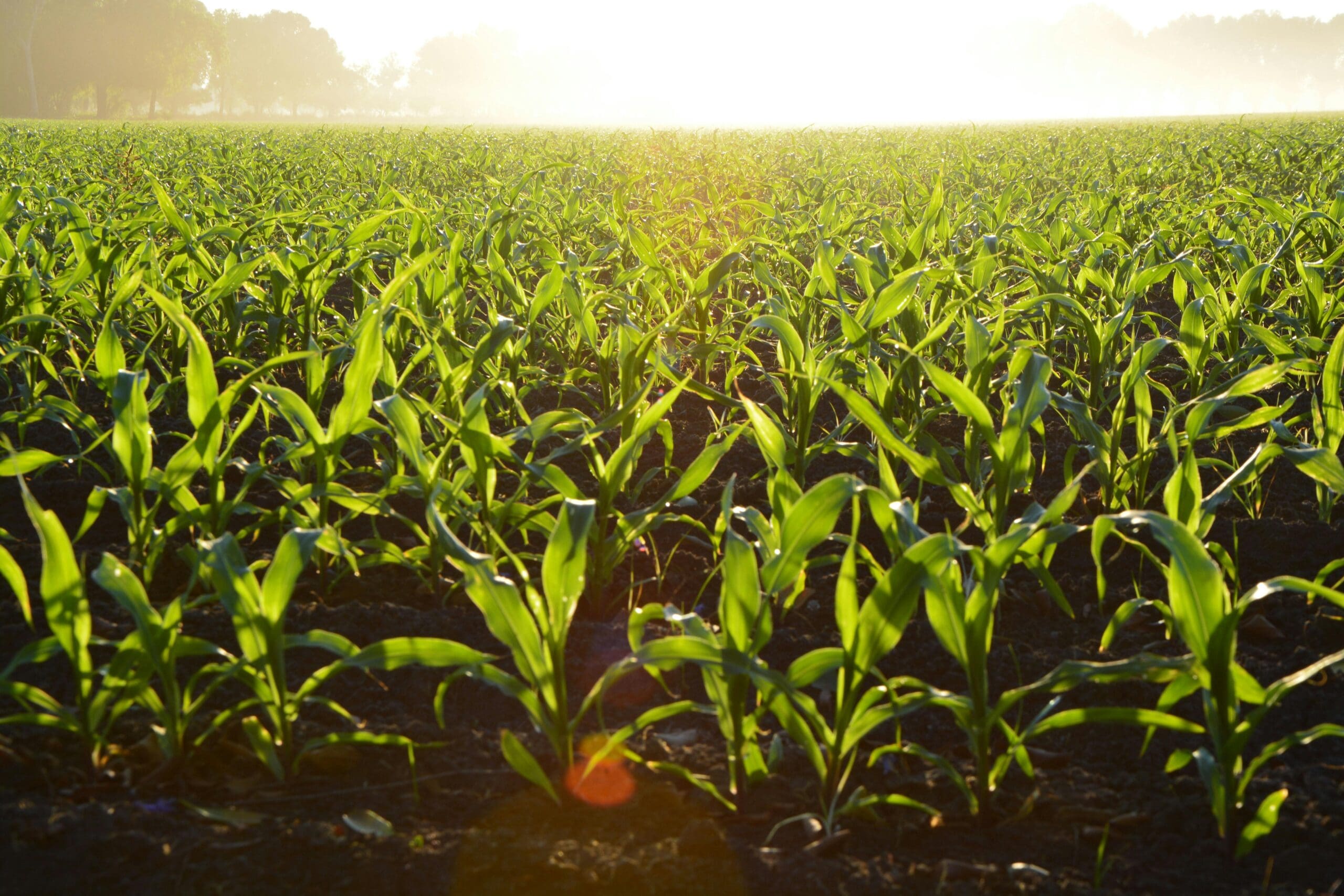 Agricultural Workforce Skills Needed