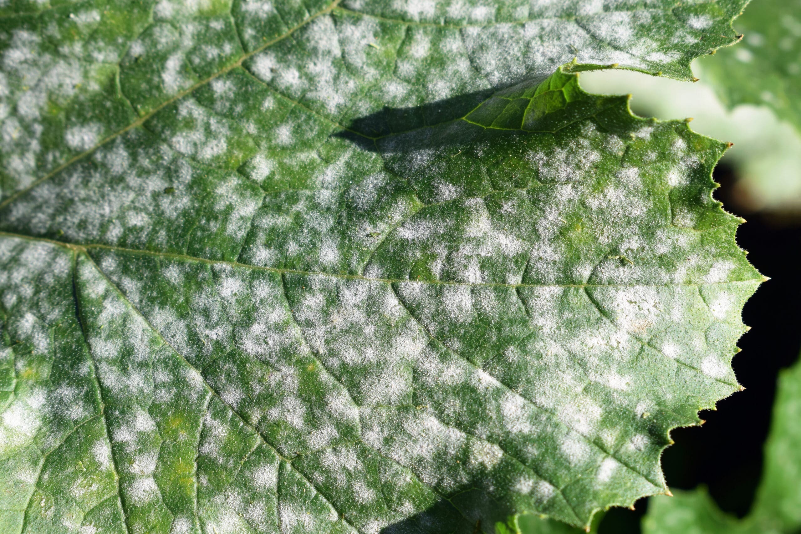 Powdery Mildew