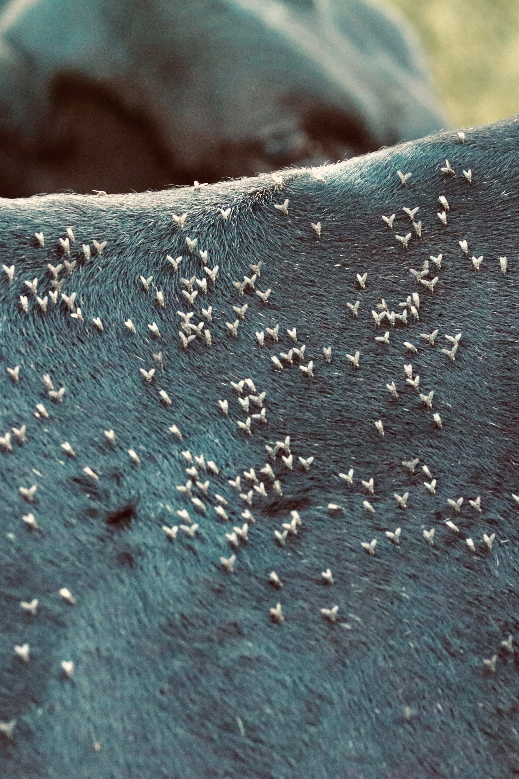 Controlling Flies in Cattle