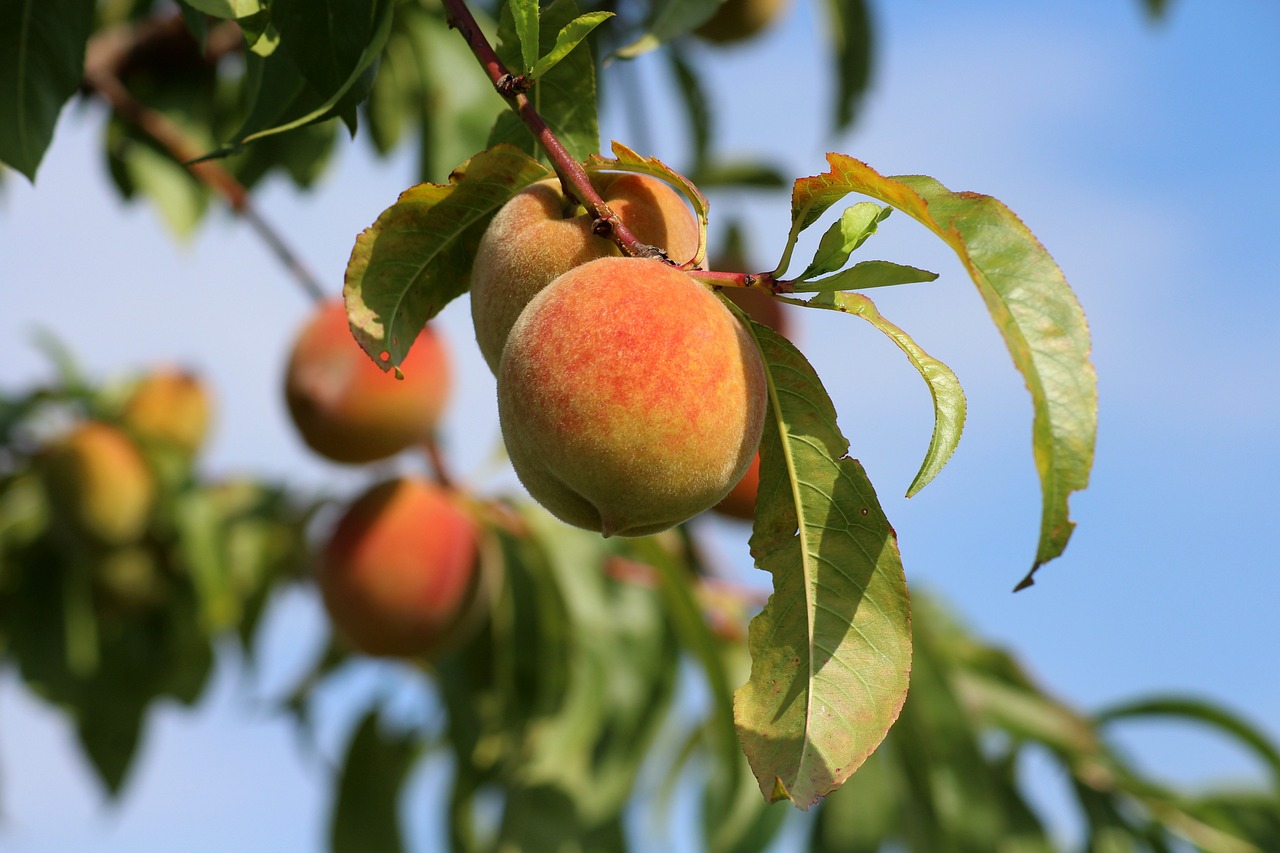 Picking the Perfect Peach