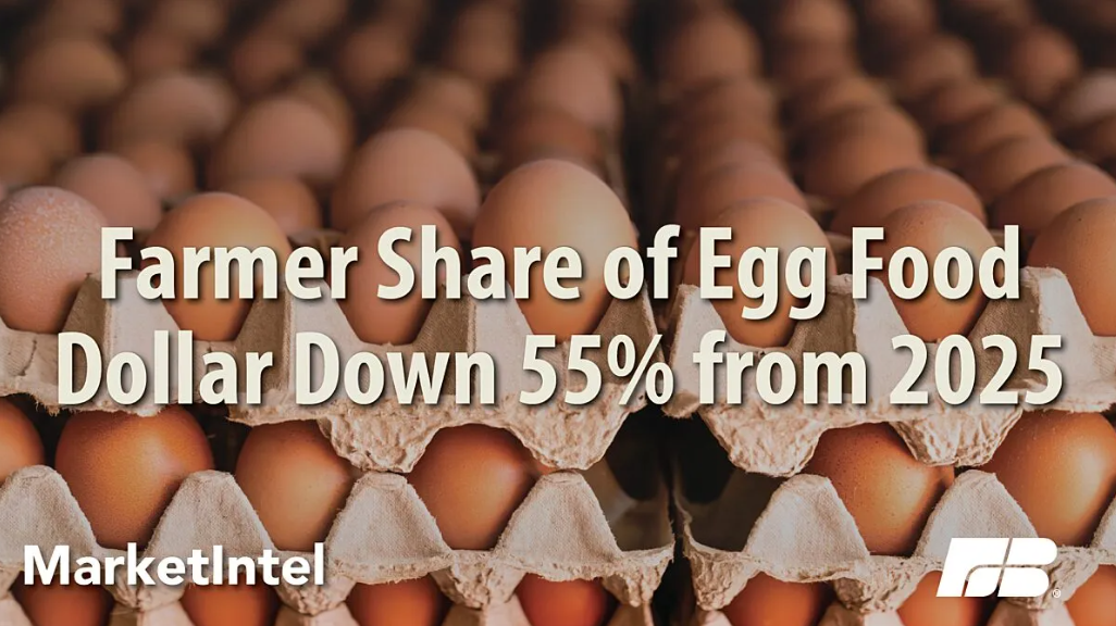 Declining Egg Prices Squeeze Farmers