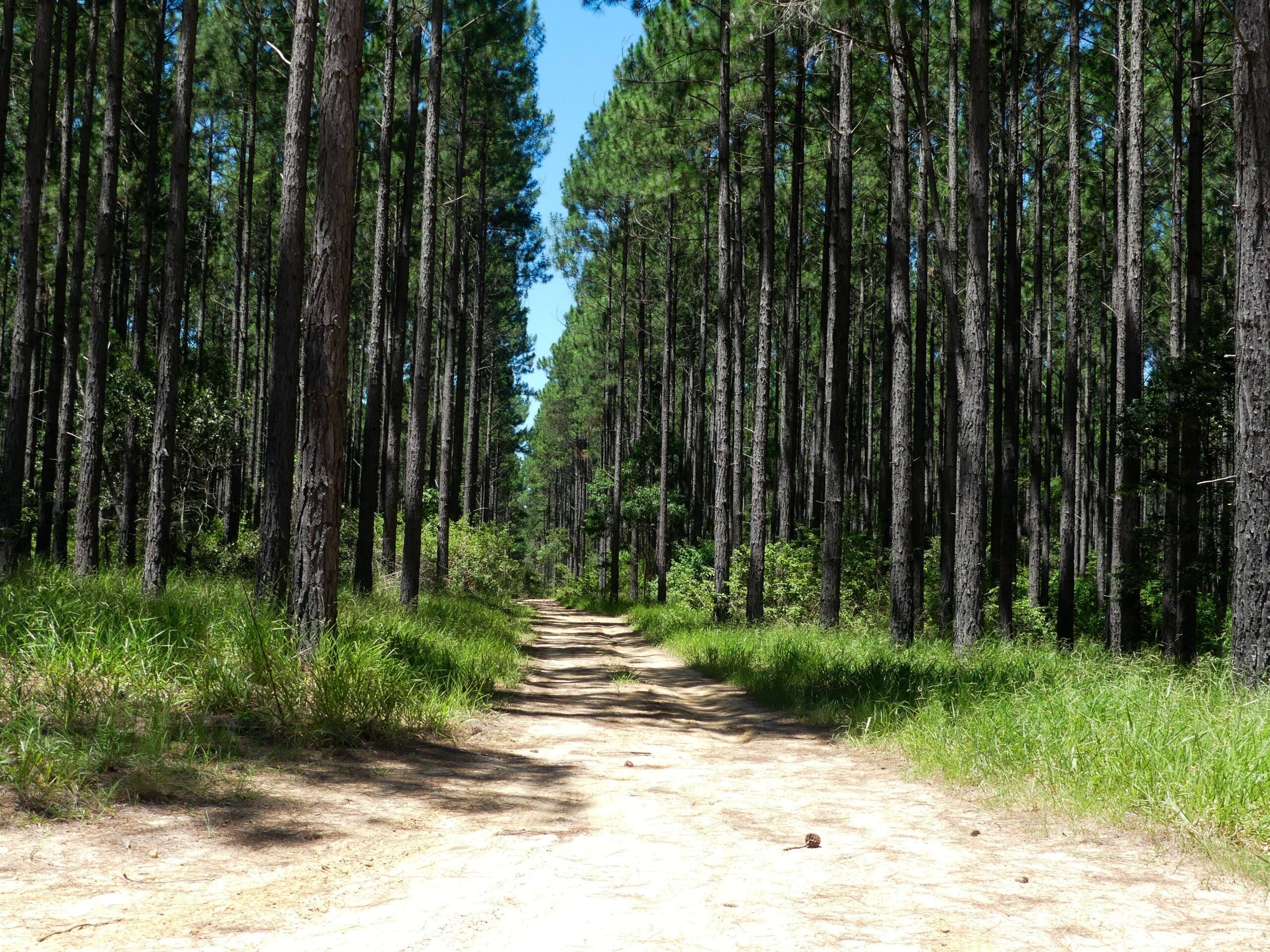 Florida’s Forestry Industry
