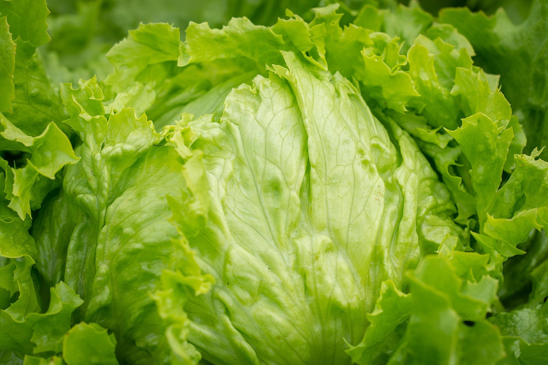Eating Greens During the Cyclospora Outbreak