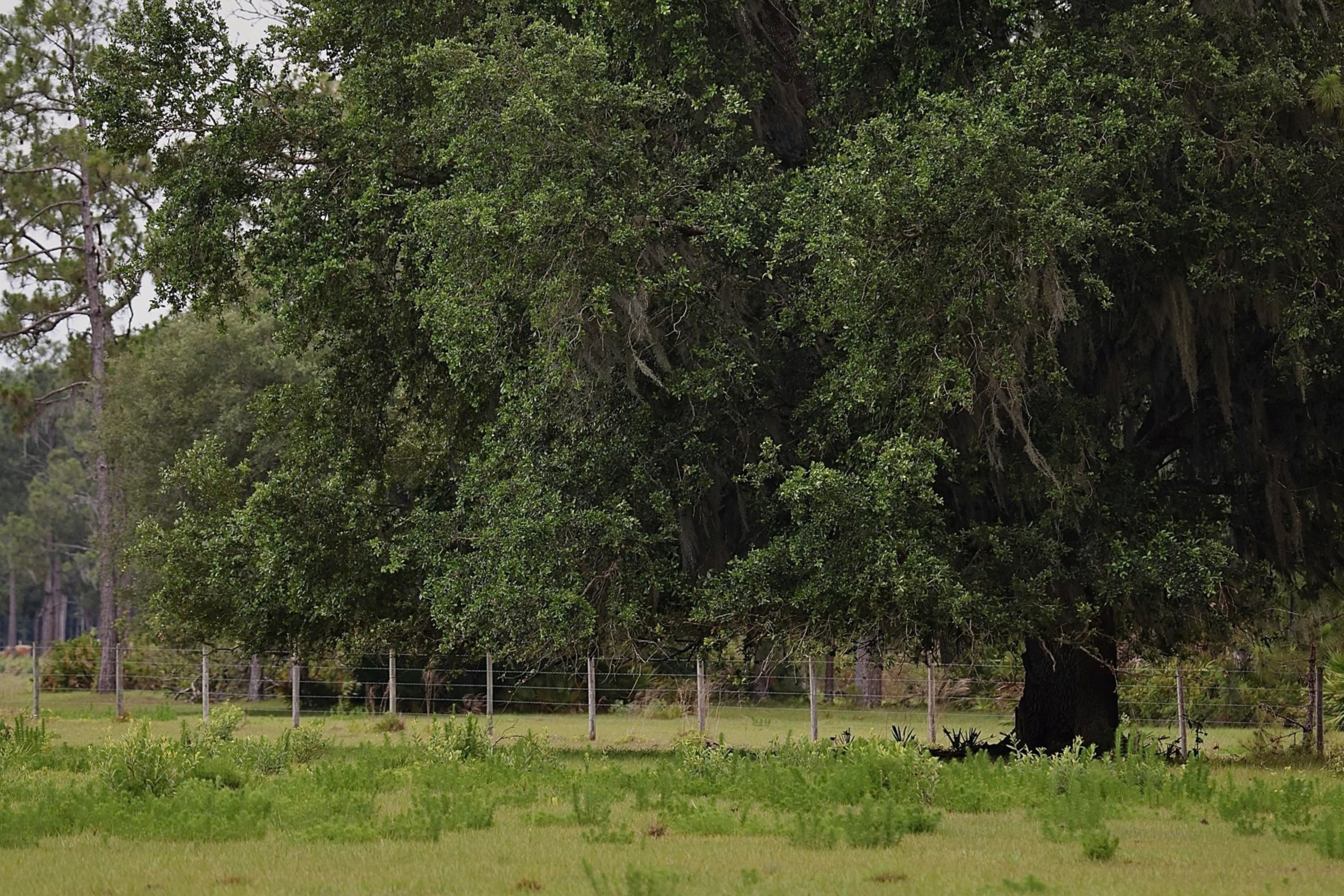 Ongoing Drought Conditions in Florida